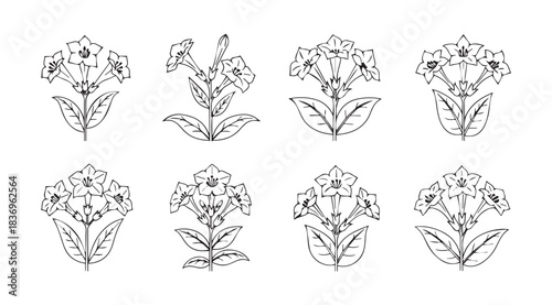 Collection of delicate line art floral embellishments ideal for decorative design projects vector