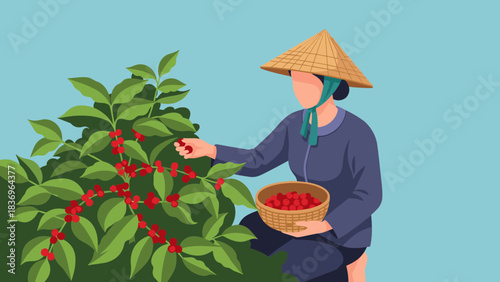 Worker in a conical hat harvesting bright red berries from a lush cultivated plant.