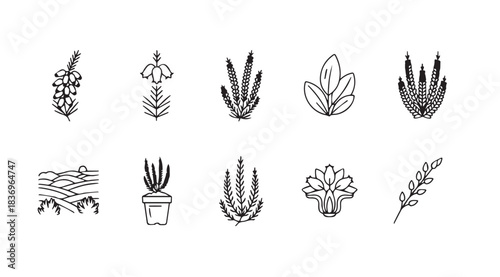 Collection of hand-drawn botanical elements and succulents ideal for decorative design vector