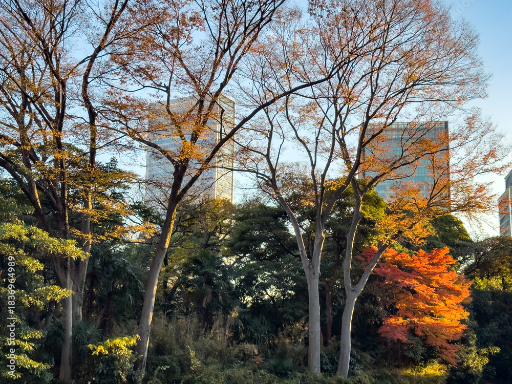 Fototapeta premium 都心散歩 晩秋の浜離宮の紅葉