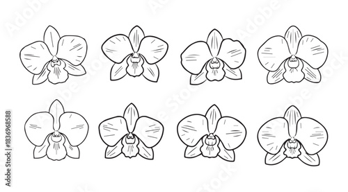 Delicate orchid flower line drawings collection set botanical art elegant floral elements vector