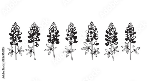 Six vibrant bluebonnet flower stalks in a row detailed botanical art vector