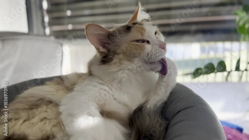 La Perme cat cleans her fur and paws.
