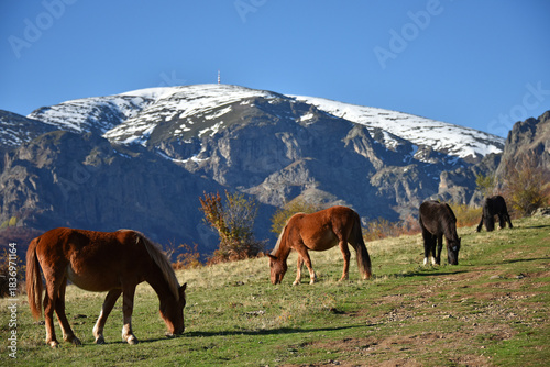 Quadro em tela Wild semi-wild ponies grazing on a mountain pasture against the backdrop of an a