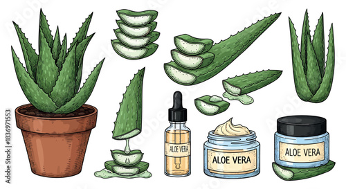 Aloe vera plant and skincare products illustration