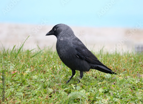  A beautiful jackdaw bird in the green grass on the lawn of a city park.