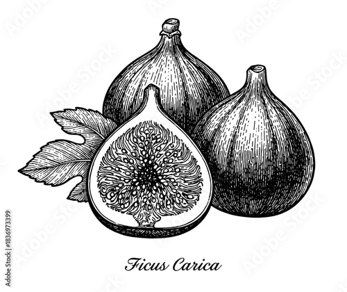 Fig with leaf and cross-section, vintage engraving