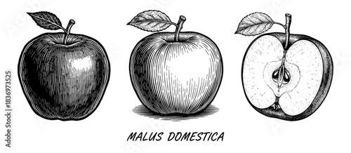 Apple set with whole and sliced, vintage engraving