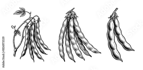 Set of bean pods, vintage engraving style