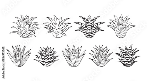 Collection of ten detailed line art bromeliad plant silhouettes on white vector