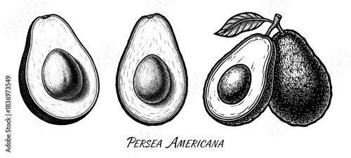 Avocado set with whole and sliced, vintage engraving