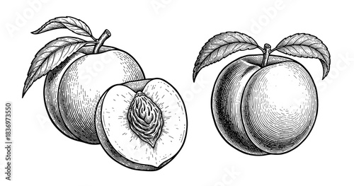 Set of peaches with leaves and sliced, vintage engraving