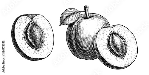 Peach set with whole and sliced, vintage engraving