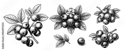 Blueberry botanical set in vintage woodcut engraving style
