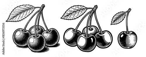Set of cherries with stems and leaves, vintage engraving