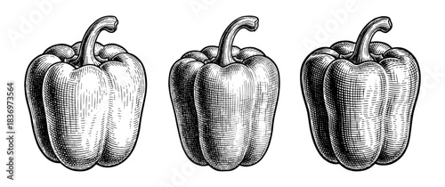 Set of bell peppers, vintage engraving style