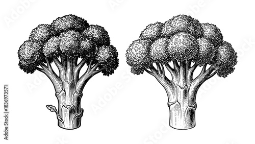 Set of broccoli heads, vintage engraving style