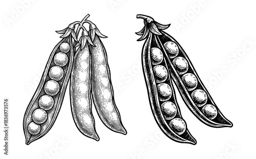 Set of pea pods with peas, vintage engraving style