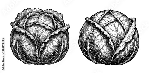 Cabbages, vintage engraving style