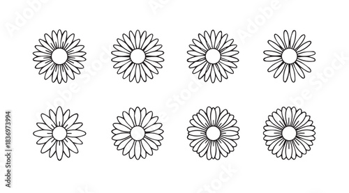 Collection of eight delicate daisy outline drawings for botanical art and design projects vector
