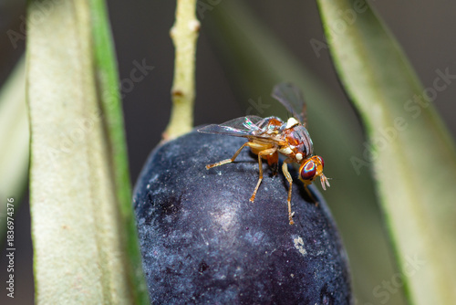 Olive fruit fly piercing an olive fruit to lay an egg, Bactrocera Oleae