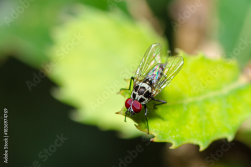 Selective focus on a Root-Maggot Fly on a leaf, Anthomyia Procellaris