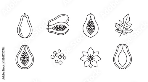Hand drawn papaya fruits and elements collection fresh tropical healthy food line art icons vector