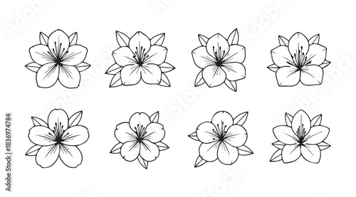 Collection of elegant hand drawn floral elements delicate blossoms for artistic designs vector