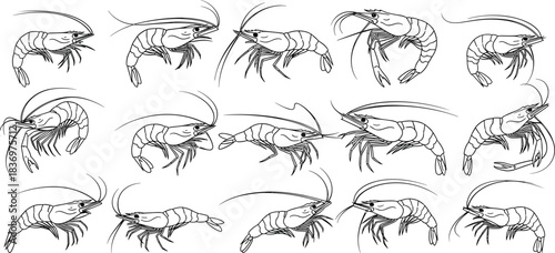 Seafood Shrimp and Prawn Line Art Vector Illustration Set Marine Animals, Ocean Life, and Detailed Black Outline Drawings