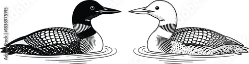 Stylized Black and White Illustration of Two Common Loons Reflected Symmetrically, Featuring Detailed Feather Patterns and Distinctive Contrasting Coloration for Wildlife Design