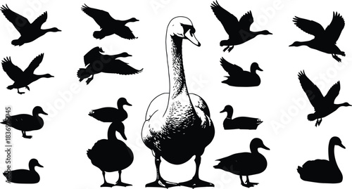 Vector Collection of Waterfowl Silhouettes, Including Flying and Swimming Ducks and Swans, Centered by an Engraving-Style Mute Swan Illustration for Design Bundle
