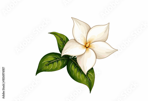 Elegant white single flower with glossy green leaves on a white background beautifully illustrating nature's simplicity and serenity in artistic floral depiction.