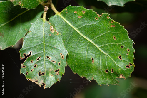 Kermes oak leaf with multiple perforations from leaf-miner insects