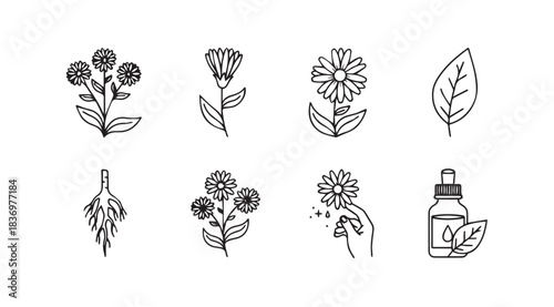 Hand drawn botanical elements flowers herbs essential oil bottle and leaf for organic design vector