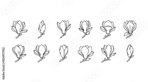 Collection of hand drawn magnolia flower buds and blossoms artistic botanical sketch elements vector