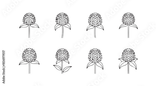Collection of detailed clover flowers botanical line art elements for design projects vector