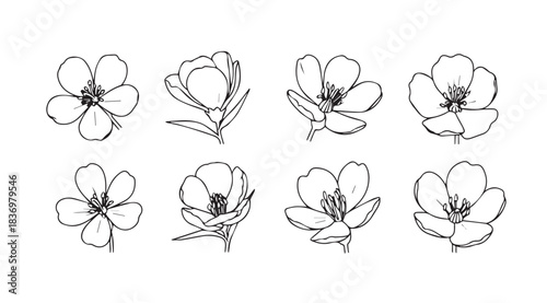 Collection of delicate hand drawn blossom flowers sketch artistic botanical illustrations set vector