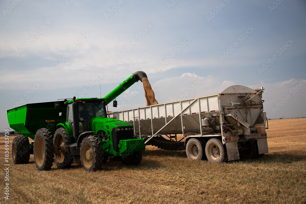 Fototapeta premium Tractor harvester unloading wheat into a truck
