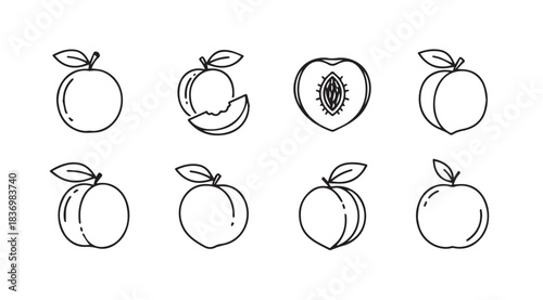 Sketchy peach fruit icons set various angles whole half cut realistic line art style vector