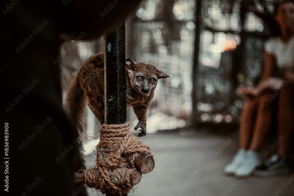 Fototapeta premium A small, beautiful lemur. A wild animal.
