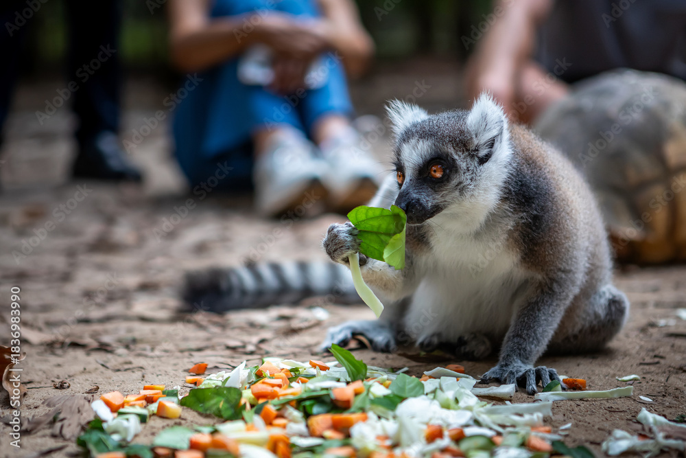 Fototapeta premium A small, beautiful lemur. A wild animal.