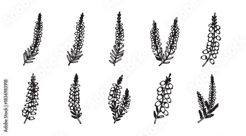 Collection of hand drawn delicate floral branches and sprigs in sketchy artistic style vector