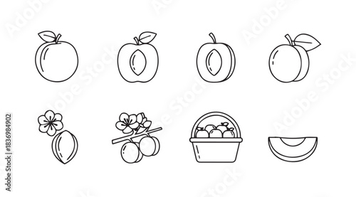 Collection of realistic line art apricot fruit illustrations showing whole slices and blossoms vector