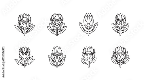 Set of hand-drawn black and white protea flower icons elegant floral symbols for design projects vector
