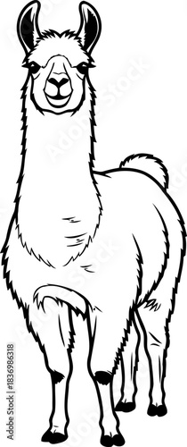 andean charm unveiled friendly llamas endearing presence in bold graphic outline, isolated on transparent background