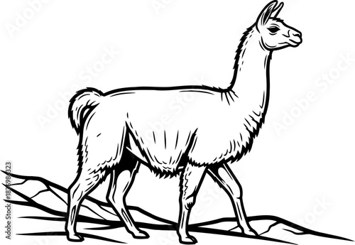 andean soul the llamas quiet dignity etched in simple lines, isolated on transparent background