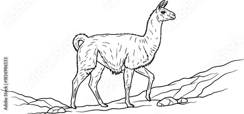 andean spirit majestic llama gracefully navigates rocky terrain, emblem of mountain resilience, isolated on transparent background