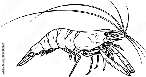 aqua delicacy a handdrawn silhouette celebrating the oceans edible gems, isolated on transparent background