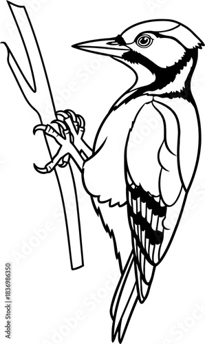 arboreal architects study dynamic outline of a forest dwellers essence, isolated on transparent background