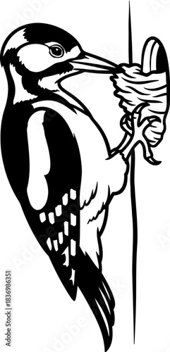 arboreal artisan natures unyielding spirit in every peck, isolated on transparent background